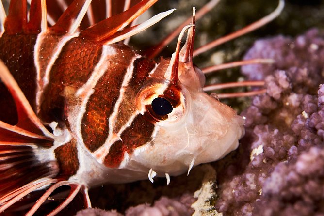 Night Snorkeling - The hour-and-a-half flow: what happens during the night swim