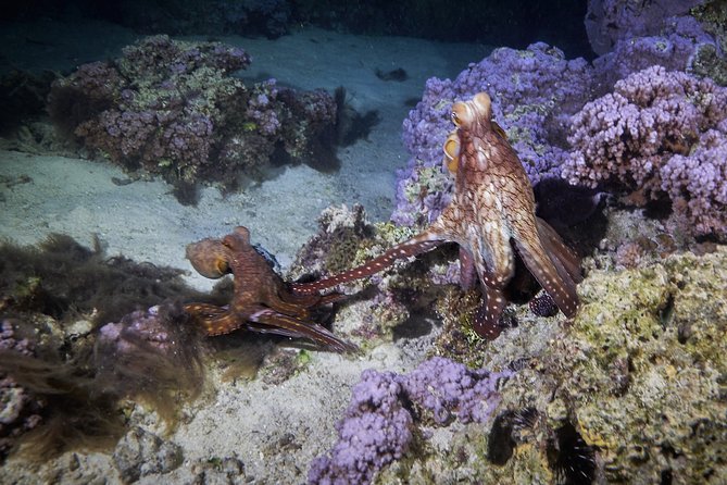 Night Snorkeling - What you can spot at night: animals people often mention