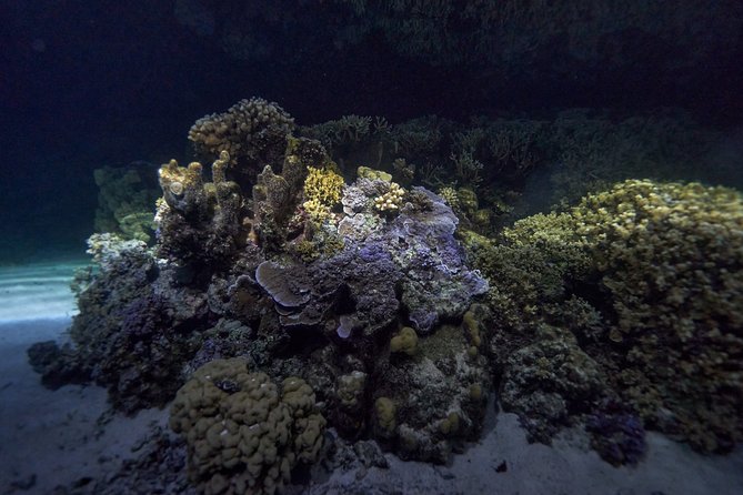 Night Snorkeling - Logistics you should plan for, without letting them steal your night