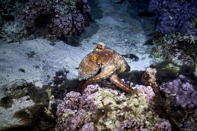 Night Snorkeling - Who this night snorkel is best for