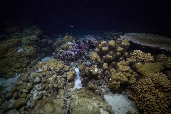 Night Snorkeling - Gear and the basic snorkeling rule (what you must be ready for)
