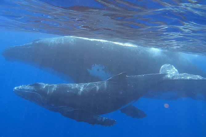 Observe and Swim with Whales in Tahiti - Key highlights I’d circle on your Tahiti trip