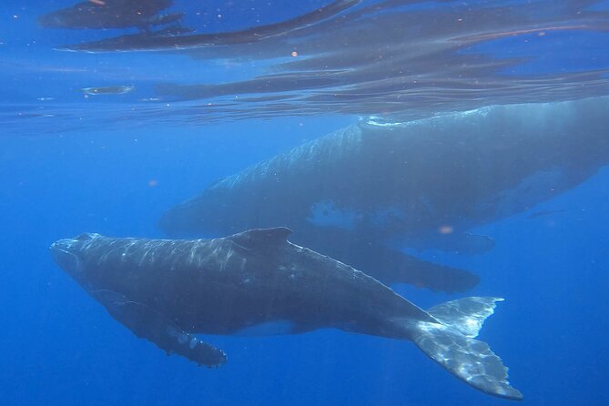 Observe and Swim with Whales in Tahiti - Meeting at Te Moana Tahiti Resort in Puna’auia