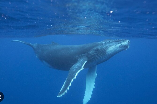 Observe and Swim with Whales in Tahiti - What you’ll do on the water: whales first, then a turtle swim
