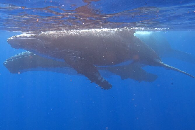 Observe and Swim with Whales in Tahiti - Turtle snorkeling and the chance of sharks: the payoff phase