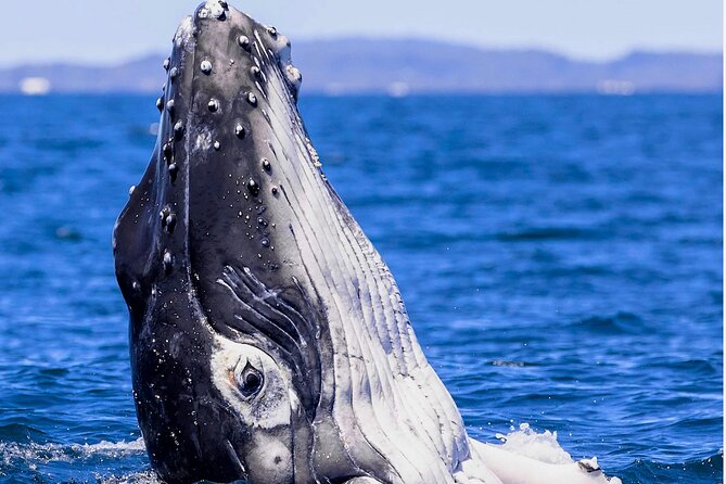 Observe and Swim with Whales in Tahiti - Standout whale moments you might catch, like breaching and singing