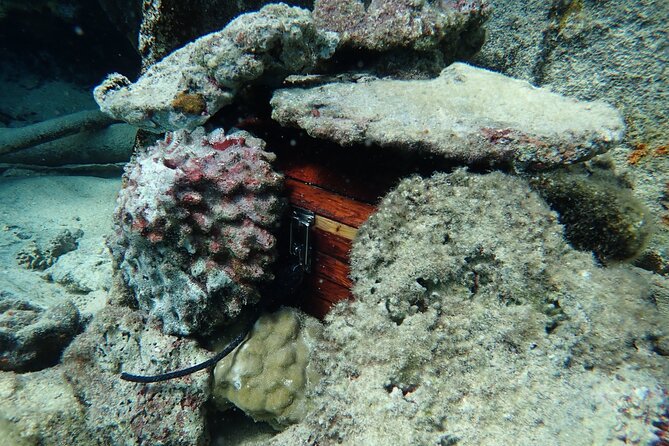 Private 4 Hours Reef Discovery Luxury Private Treasure Hunt in Bora Bora - A 4 Hour Bora Bora Mission Built for Kids (and Sanity for Parents)
