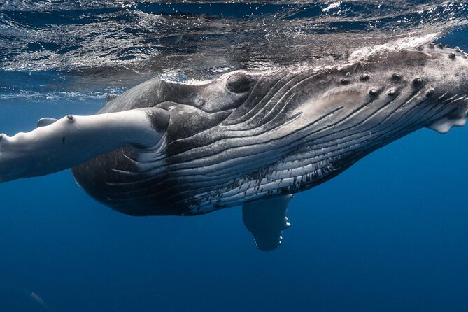 Private and Local Sunset Cruise in Tahiti - Price and value: is $362.78 per person worth it