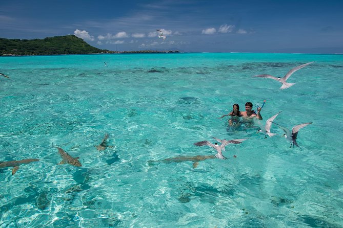 Private Boat Rental on Cap Camarat 25ft - The snorkeling goal: sharks, rays, and coral gardens
