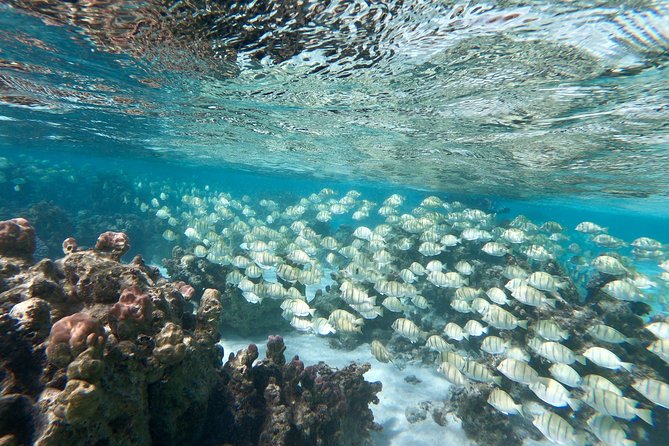 Private Boat Tour of Moorea Lagoon - Pickup, mobile ticket, and getting to your start point smoothly