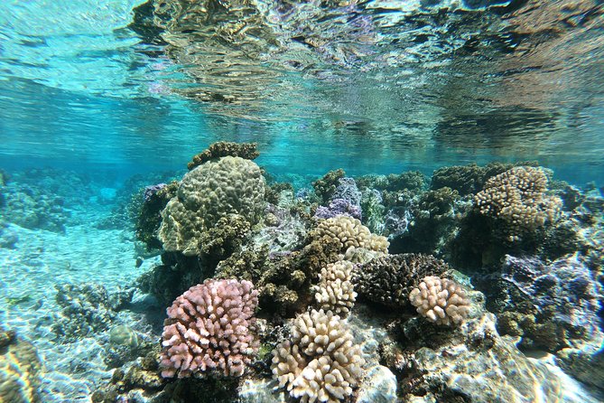 Private Boat Tour of Moorea Lagoon - Price and value: what $293.94 per person buys you in Moorea