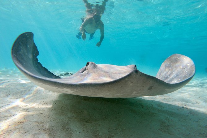 Private Boat Tour of Moorea Lagoon - Who should book this private lagoon tour, and who should skip it