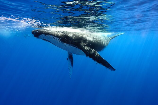 Private boat tour to swim with whales and sharks - Key highlights you’ll feel on the day