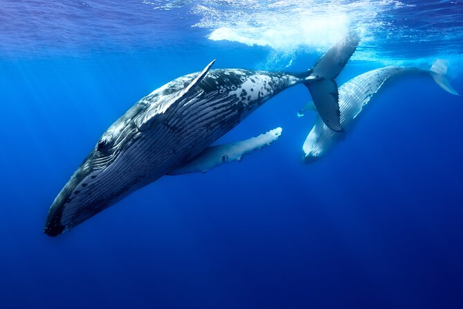 Private boat tour to swim with whales and sharks - Private Moorea boat tour: what makes it worth the money