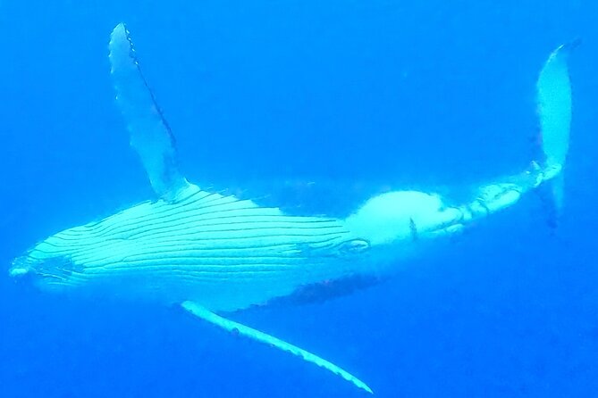 Private boat tour to swim with whales and sharks - Swimming with whales: the safety rules you should respect