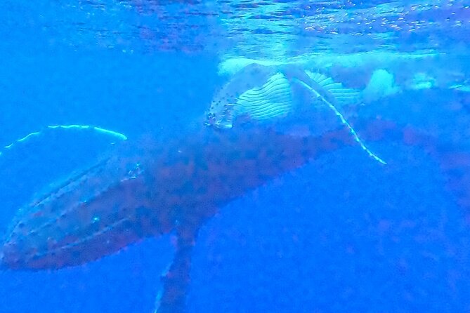 Private boat tour to swim with whales and sharks - Moorea value check: when this private tour is a smart buy