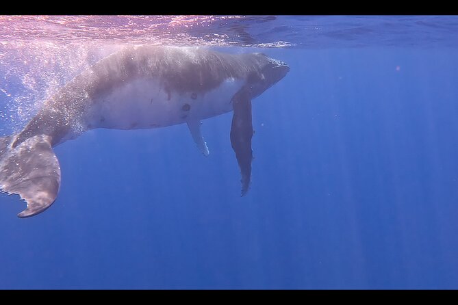 Private boat tour to swim with whales and sharks - Practical tips for a smooth whale day on Moorea