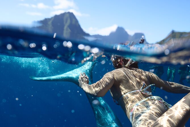 Private boat tour to swim with whales and sharks - How the 4-hour experience usually unfolds on Moorea waters