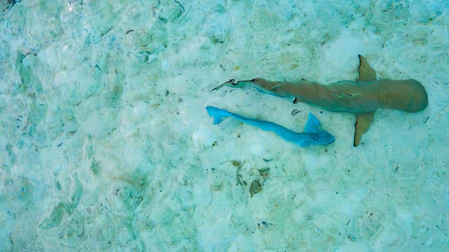 Private Bora Bora Lagoon Snorkel Cruise with BBQ Picnic - Private Boat Lagoon Time in Bora Bora, Without the Crowds