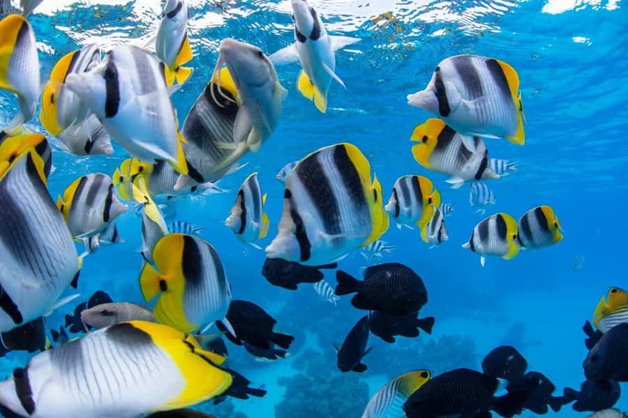 Private Bora Bora Lagoon Snorkel Cruise with BBQ Picnic - No Feeding, No Coral Damage, and Why Those Rules Matter for You