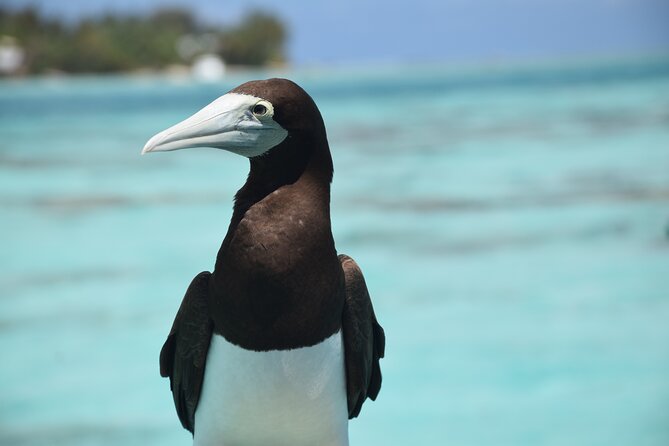 Private Day Trip Hike and Boat in Moorea - North Coast Marine Cruise with a Marine Biologist