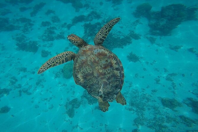 Private Discovery of the Marine Fauna of Moorea - Private boat for Moorea’s underwater “greatest hits”