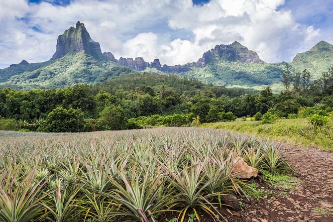 Private excursion to Moorea, photo tour & immersive discovery - The 4x4 experience: seeing more than the roadside
