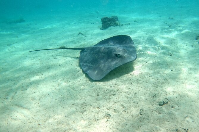 Private Excursion with E-Board in Moorea with snorkeling - Getting Started from Hotel Manava in Maharepa