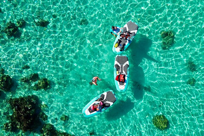 Private Excursion with E-Board in Moorea with snorkeling - Wildlife You Can Actually See from a Board