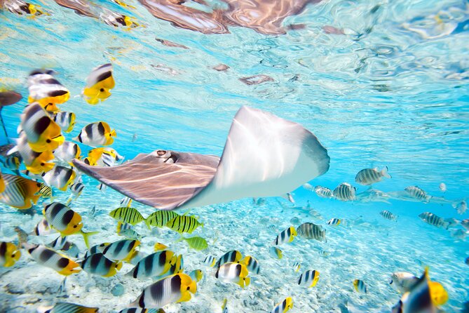 Private Full-Day Lagoon Adventure in Bora Bora with BBQ Lunch - Stop 3: Black-tip reef shark observation from the oceanside
