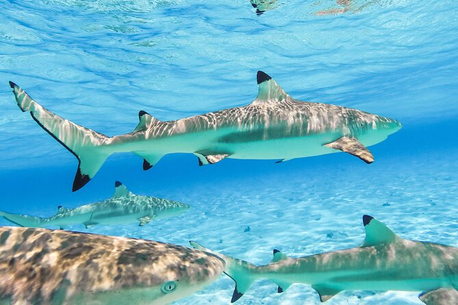 Private Full-Day Lagoon Adventure in Bora Bora with BBQ Lunch - Lunch on a private motu: BBQ on Bora Bora actually feels like a break