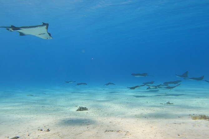 Private Full Day Lagoon Safari and Lunch on a Motu in Bora Bora - Snorkeling route and why coral garden time is a big deal