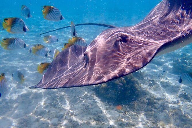 Private Full Day Lagoon Safari and Lunch on a Motu in Bora Bora - Lunch on a motu: the break that feels like the point