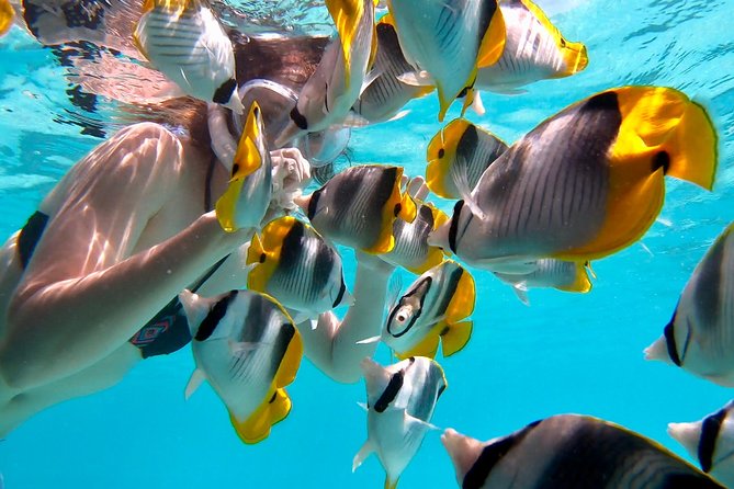 PRIVATE Full Day Tour : Moorea Snorkeling & Sailing on a Catamaran named Taboo - Wildlife moments: turtles, sharks, rays, and why calm matters
