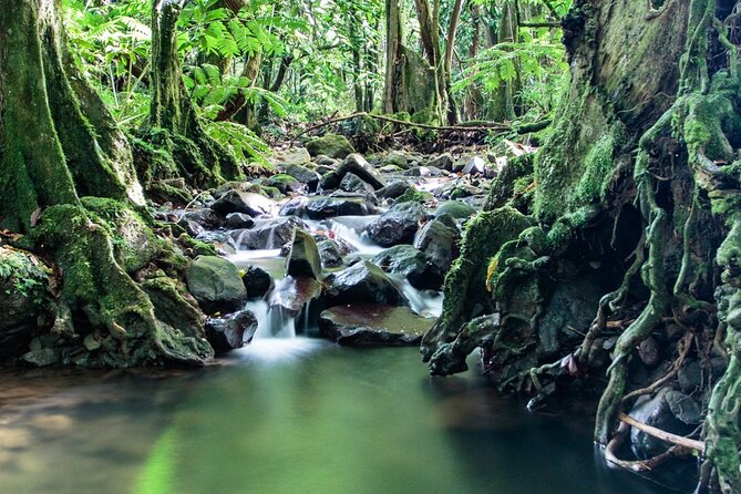 Private Half-Day Hike in the Opunohu Valley in Moorea - Pickup logistics and the reality of a 4-hour half-day
