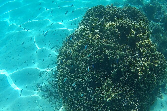 Private Half Day Sailing Excursion on the Lagoon of Tahiti - What to pack so your half-day stays easy