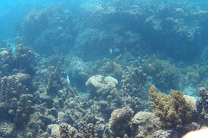 Private Half Day Sailing Excursion on the Lagoon of Tahiti - Who should book this private lagoon sail?