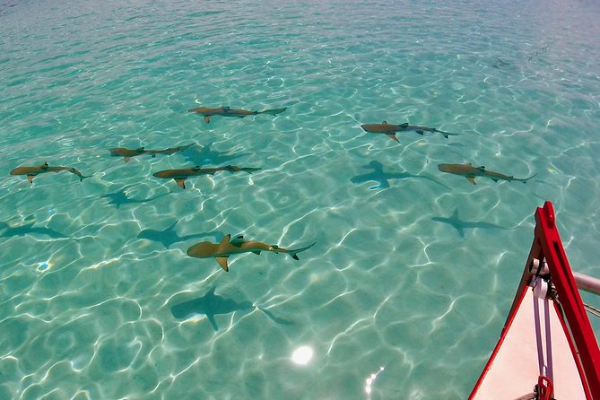 PRIVATE Half Day Tour : Moorea Snorkeling & Sailing on a Catamaran named Taboo - Why the Taboo catamaran feels different in Moorea