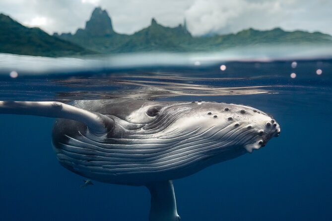 Private Half Day Whale Watching Tour - Key highlights