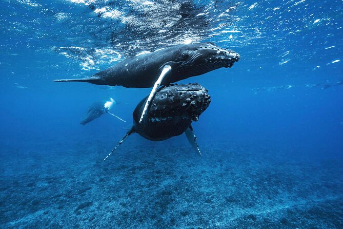 Private Half Day Whale Watching Tour - Starting at Coco Beach: How the Half Day Gets You Out on the Water