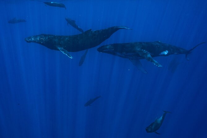 Private Half Day Whale Watching Tour - How Whale Watching Really Works: Spotting, Patience, and Crew Guidance