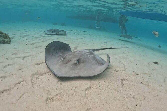 Private Lagoon Exploration and Snorkeling in Moorea - Moorea Lagoon Snorkeling: The real reason this feels special