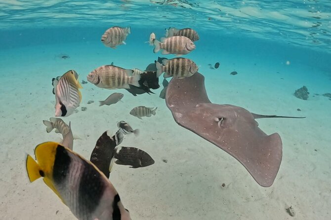 Private Lagoon Exploration and Snorkeling in Moorea - Tama’s style: friendly, attentive, and built for safe animal encounters