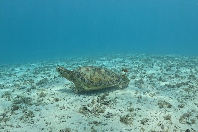 Private Lagoon Exploration and Snorkeling in Moorea - Price and value: is $1,062.81 worth it for up to 6?