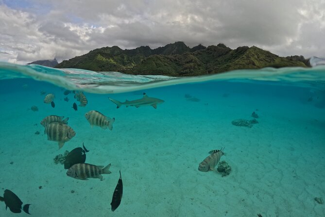 Private Lagoon Exploration and Snorkeling in Moorea - Who this tour is best for (and who should rethink it)