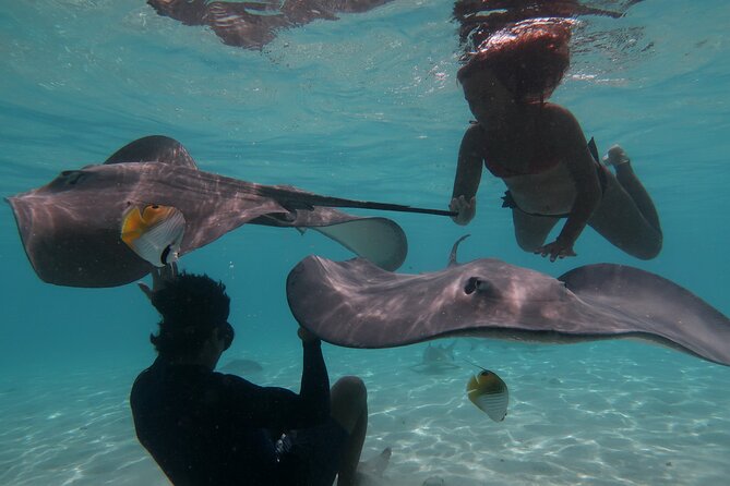 Private lagoon tour (rays, sharks, turtles) by boat in Moorea - Key things I’d plan around