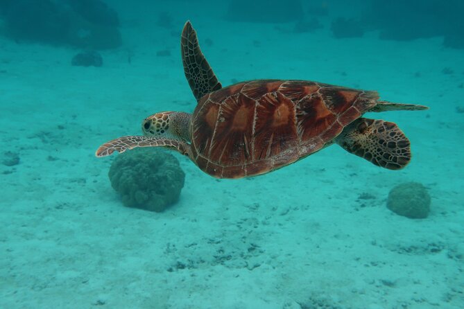 Private lagoon tour (rays, sharks, turtles) by boat in Moorea - Ōpūnohu Bay: quick bay views, no rush, good pacing