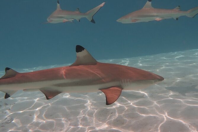 Private lagoon tour (rays, sharks, turtles) by boat in Moorea - Papetoai: the rays and sharks sandbank area