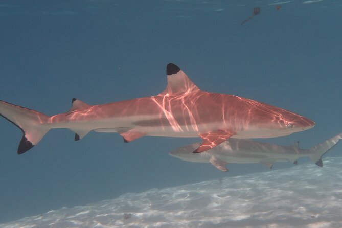 Private lagoon tour (rays, sharks, turtles) by boat in Moorea - Price and value: why this costs $976.97 per group