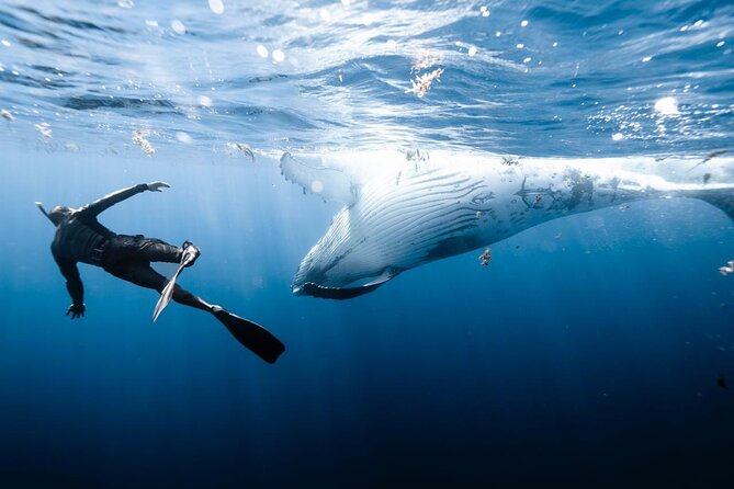 Private Marine Excursion and snorkeling in the lagoon of Moorea - Price and value: what $1,099.09 per group gets you